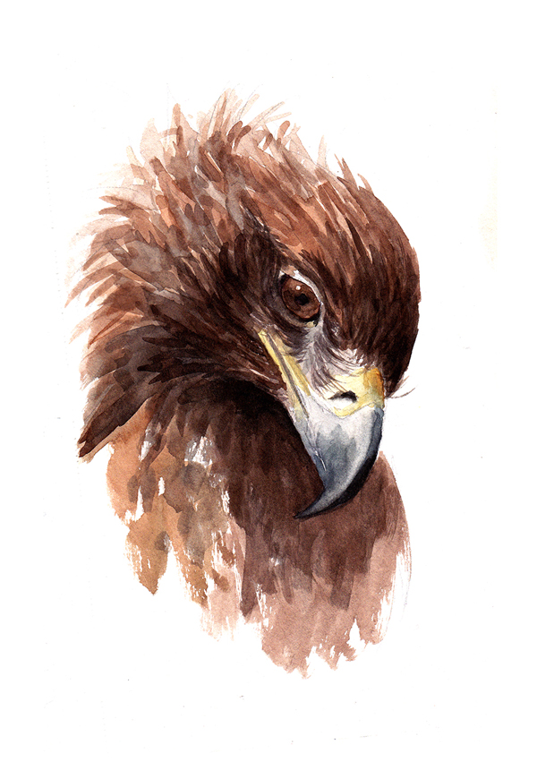 illustration naturaliste aigle